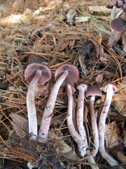 Psathyrella bipellis