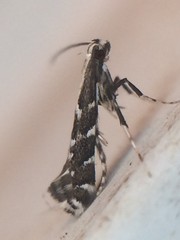 Leucospilapteryx venustella