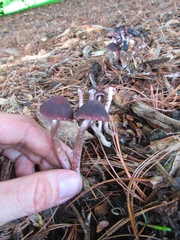 Psathyrella bipellis