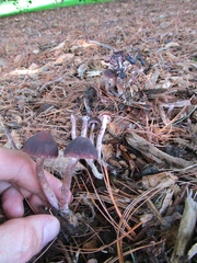 Psathyrella bipellis