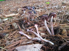 Psathyrella bipellis