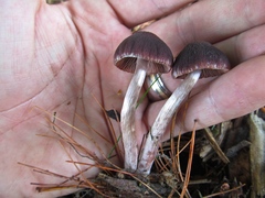 Psathyrella bipellis