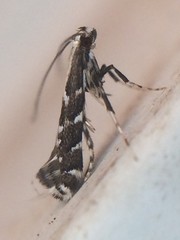Leucospilapteryx venustella