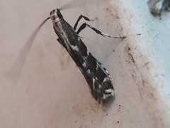 Leucospilapteryx venustella