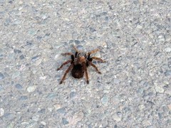 Pamphobeteus verdolaga