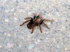 Pamphobeteus verdolaga