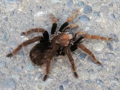 Pamphobeteus verdolaga