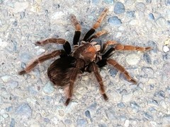 Pamphobeteus verdolaga