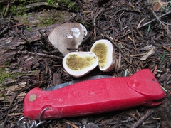 Lycoperdon subcretaceum
