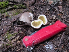 Lycoperdon subcretaceum
