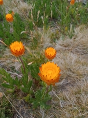 Xerochrysum subundulatum
