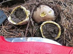 Lycoperdon subcretaceum
