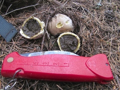 Lycoperdon subcretaceum