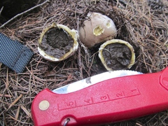 Lycoperdon subcretaceum