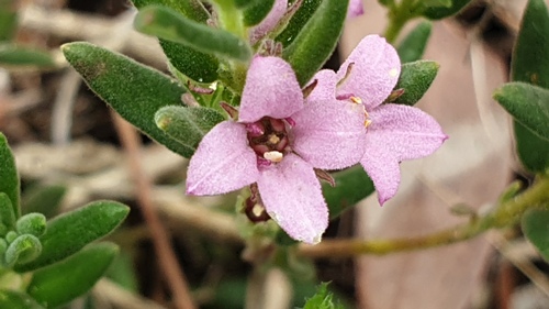 pink zieria (Zieria veronicea)