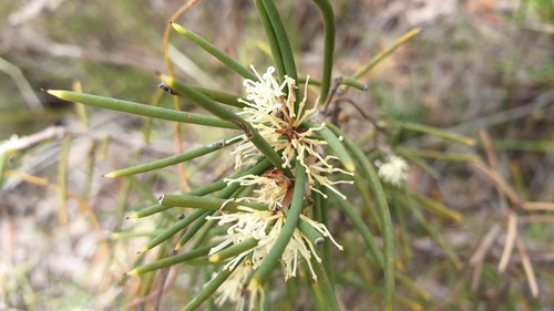 dwarf hakea (Hakea rugosa)