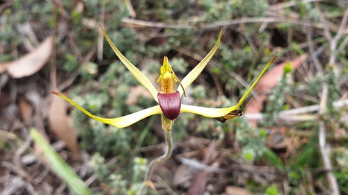 Narrow-lipped spider-orchid (Caladenia leptochila)