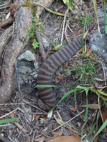 Southern Death Adder sighting