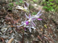Dipodium stenocheilum
