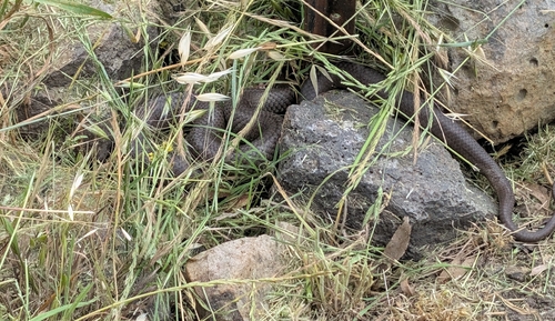 Eastern Brown Snake sighting