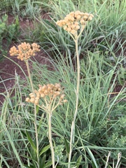 Helichrysum allioides