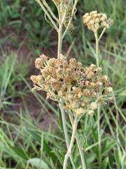 Helichrysum allioides