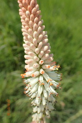 Kniphofia buchananii