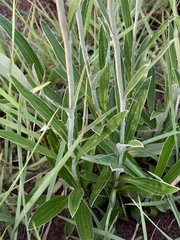 Helichrysum allioides