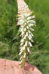 Kniphofia buchananii