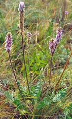 Oxytropis spicata