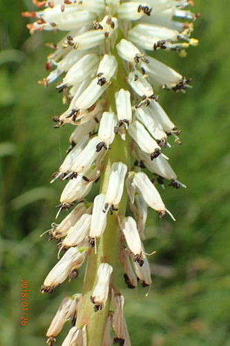 Image of Kniphofia buchananii by no rights reserved