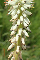 Kniphofia buchananii