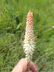 Kniphofia buchananii