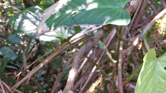 Epigomphus tumefactus