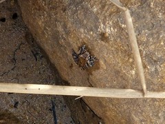 Litoria meiriana