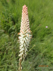 Kniphofia buchananii