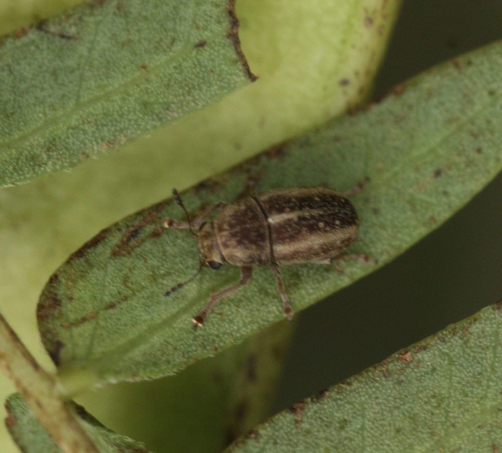 koa haole bean beetle
