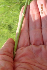 Kniphofia buchananii