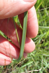 Kniphofia buchananii