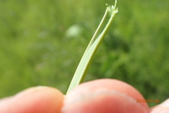 Kniphofia buchananii