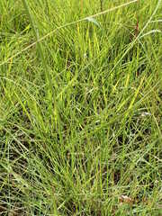 Kniphofia buchananii