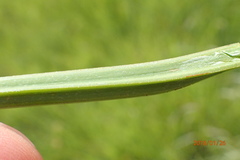 Kniphofia buchananii