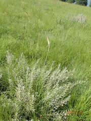 Kniphofia buchananii