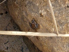 Litoria meiriana