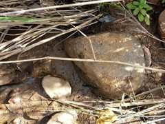 Litoria meiriana