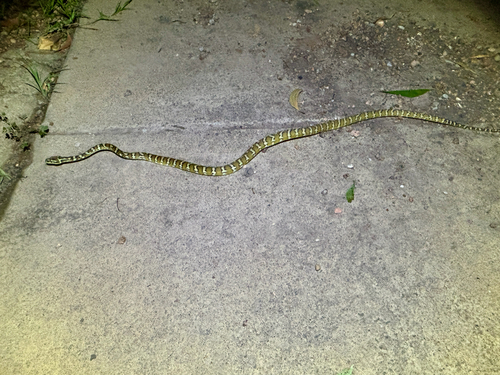 Darwin Carpet Python sighting