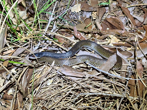 Common keelback sighting