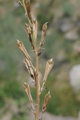 Oxytropis ochroleuca
