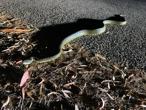 Diamond Python sighting