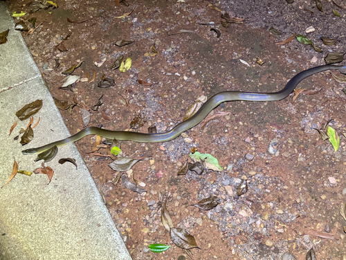 Water Python sighting